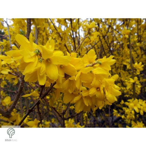 Beatrix Farrand kerti aranycserje / Forsythia x intermedia 'Beatrix Farrand'