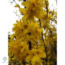 Beatrix Farrand kerti aranycserje / Forsythia x intermedia 'Beatrix Farrand'