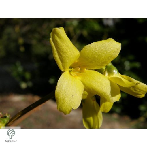 Beatrix Farrand kerti aranycserje / Forsythia x intermedia 'Beatrix Farrand'