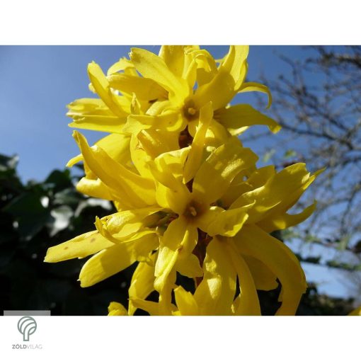 Beatrix Farrand kerti aranycserje / Forsythia x intermedia 'Beatrix Farrand'
