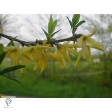 Beatrix Farrand kerti aranycserje / Forsythia x intermedia 'Beatrix Farrand'