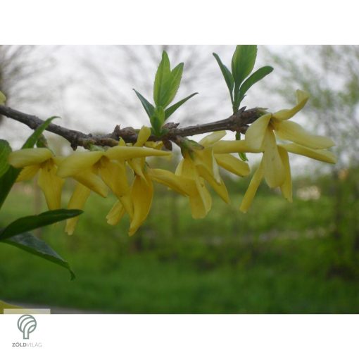 Beatrix Farrand kerti aranycserje / Forsythia x intermedia 'Beatrix Farrand'