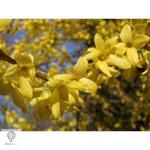 Beatrix Farrand kerti aranycserje / Forsythia x intermedia 'Beatrix Farrand'