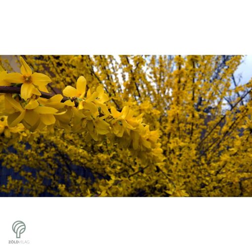 Beatrix Farrand kerti aranycserje / Forsythia x intermedia 'Beatrix Farrand'