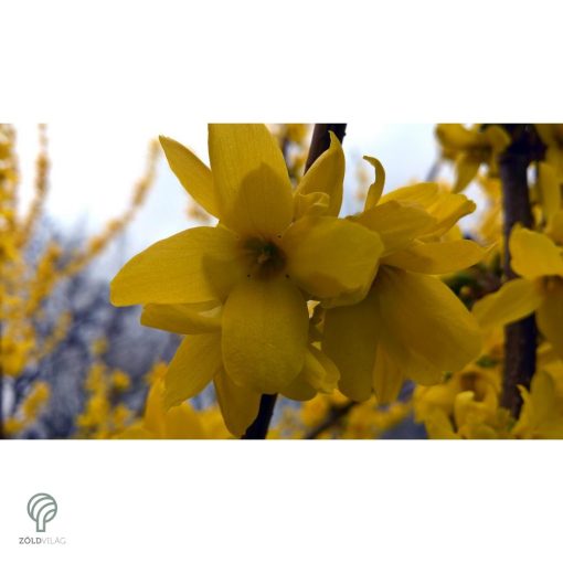 Beatrix Farrand kerti aranycserje / Forsythia x intermedia 'Beatrix Farrand'