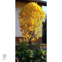 Lynwood kerti aranycserje formázva, virágzásban