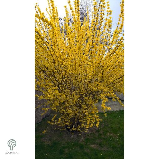 Lynwood kerti aranycserje formázva, virágzásban