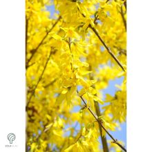 Lynwood kerti aranycserje formázva, virágzásban