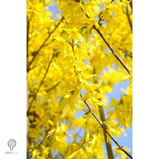 Lynwood kerti aranycserje formázva, virágzásban