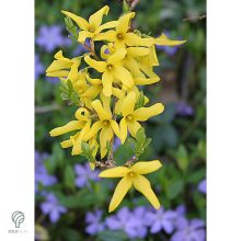 Lynwood kerti aranycserje formázva, virágzásban