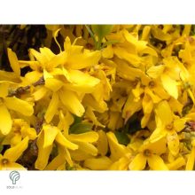 Lynwood kerti aranycserje formázva, virágzásban