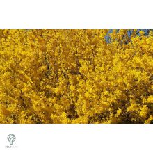 Lynwood kerti aranycserje formázva, virágzásban