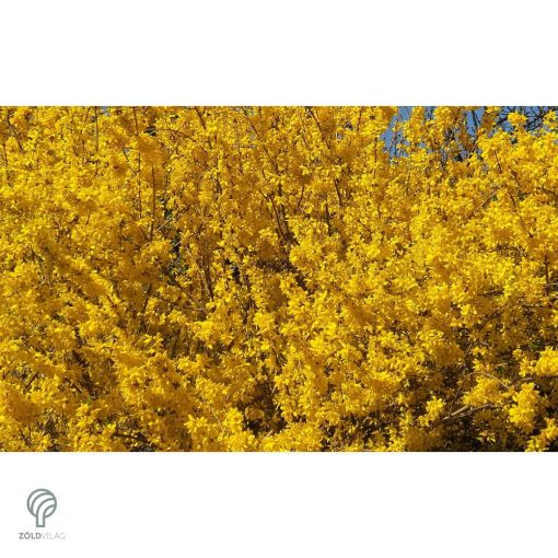 Lynwood kerti aranycserje formázva, virágzásban