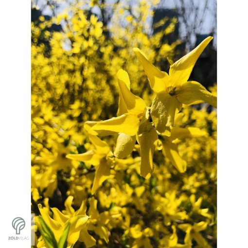 Lynwood kerti aranycserje formázva, virágzásban