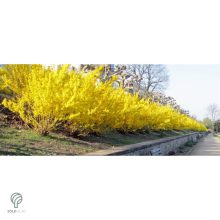 Lynwood kerti aranycserje formázva, virágzásban