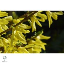 Minigold aranycserje virágzás