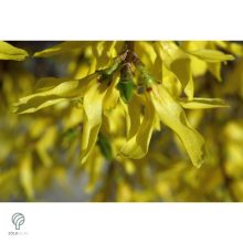 Minigold aranycserje virágzás