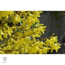 Minigold aranycserje virágzás