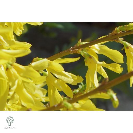 Minigold aranycserje virágzás