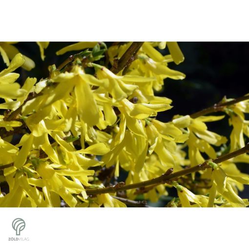 Minigold aranycserje virágzás