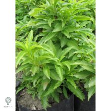 Minigold aranycserje virágzás