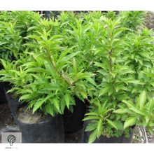 Minigold aranycserje virágzás