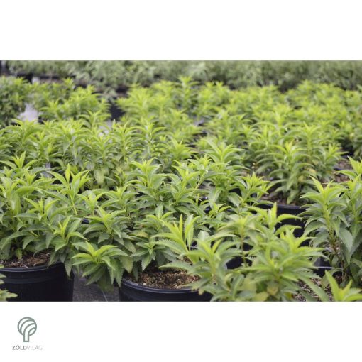 Minigold aranycserje virágzás