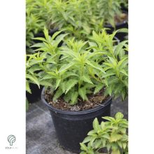 Minigold aranycserje virágzás