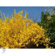 Kerti aranycserje virágzásban