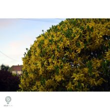 Kerti aranycserje virágzásban