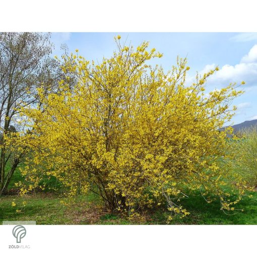 Kerti aranycserje virágzásban