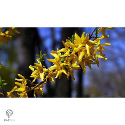 Kerti aranycserje virágzásban