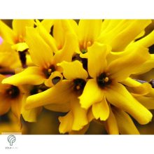 Kerti aranycserje virágzásban