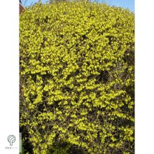 Kerti aranycserje virágzásban