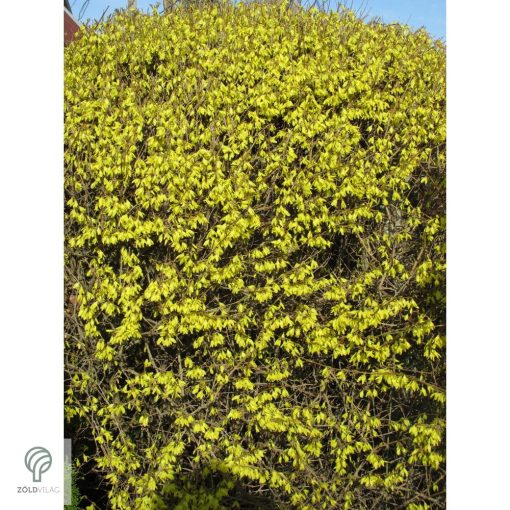 Kerti aranycserje virágzásban