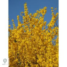 Kerti aranycserje virágzásban