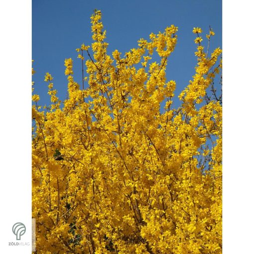 Kerti aranycserje virágzásban