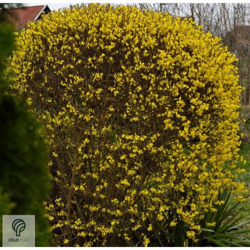 Kerti aranycserje virágzásban