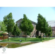Raywood keskenylevelű kőris városi parkban