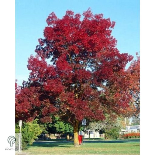 Raywood keskenylevelű kőris városi parkban