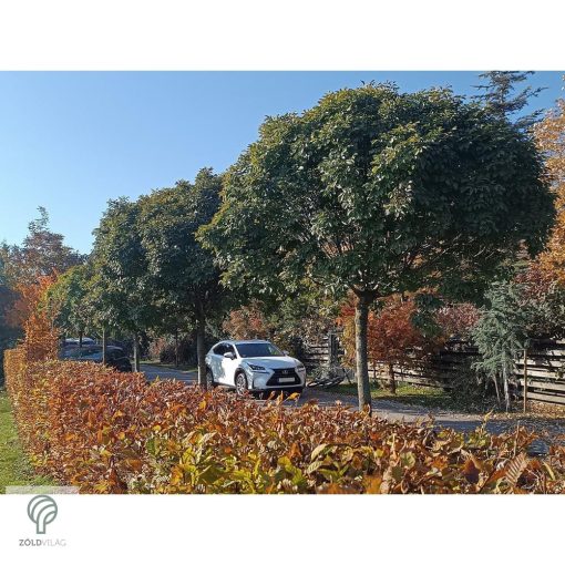 Gömbkőris városi parkban