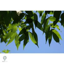 Gömbkőris városi parkban