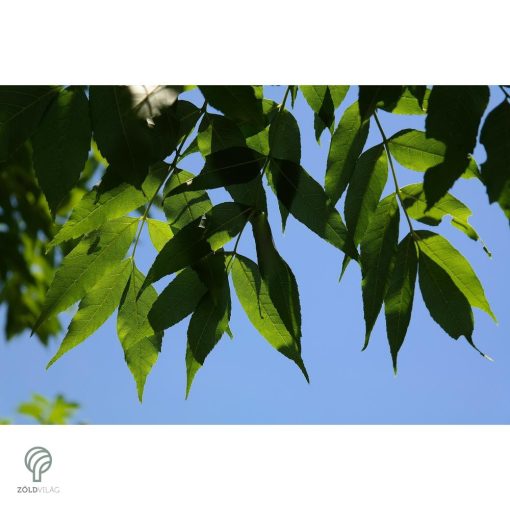 Gömbkőris városi parkban