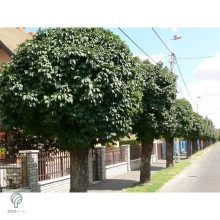 Gömbkőris városi parkban