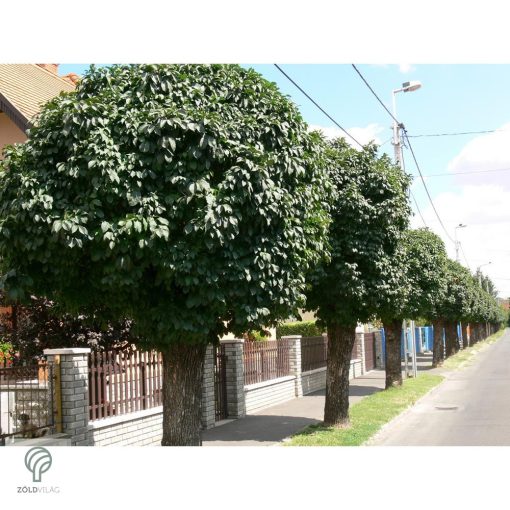 Gömbkőris városi parkban