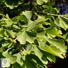 Ginkgo páfrányfenyő jellegzetes levelei