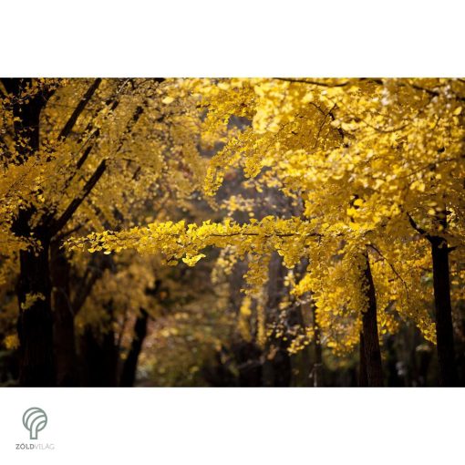 Ginkgo páfrányfenyő jellegzetes levelei