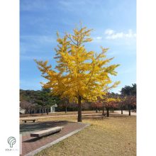 Ginkgo páfrányfenyő jellegzetes levelei