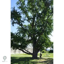 Ginkgo páfrányfenyő jellegzetes levelei