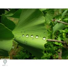 Ginkgo páfrányfenyő jellegzetes levelei